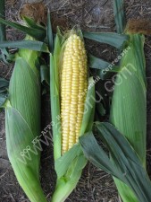 Семена сладкой кукурузы Санрайз F1 Agri Saaten GmbH без посредников