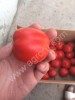 Помидоры оптом.