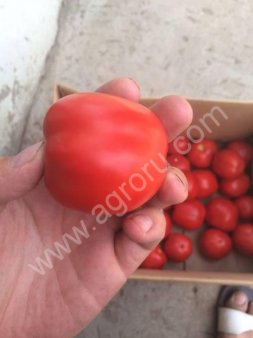 Помидоры оптом.
