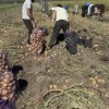 Картофель от фермера большой обьем