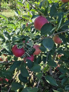 Продаются яблоки разных сортов и наименований!