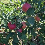 Продаются яблоки разных сортов и наименований!