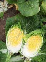 Капуста пекинская ОПТОМ