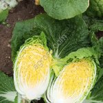 Капуста пекинская ОПТОМ