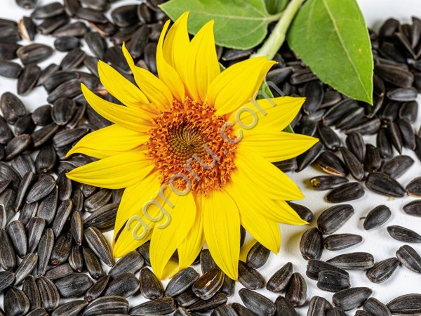 Подсолнечник