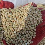 нут, Зеленая гречка,Жареная гречка