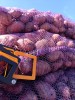 Картофель красный и белый
