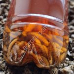 Экстракт на восковой моли (огневке), ПЖВМ, подморе