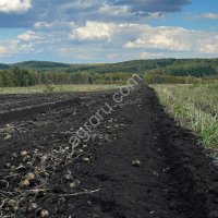 Картофель продовольственный свежий