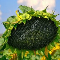 Семена подсолнечника нс Х 6007 (Express)