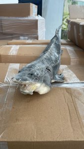 Осетр ПСГ 2+