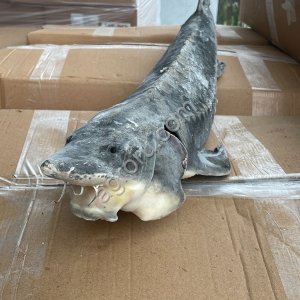 Осетр ПСГ 2+