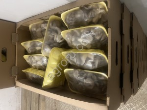 грибы вешенки свежие собственное производство.Упаковка ,фасовка все соответствующие сертификаты