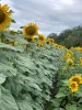 Семена подсолнечника ГРАНД СТАР 50
