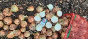 Лук репчатый