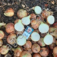 Лук репчатый