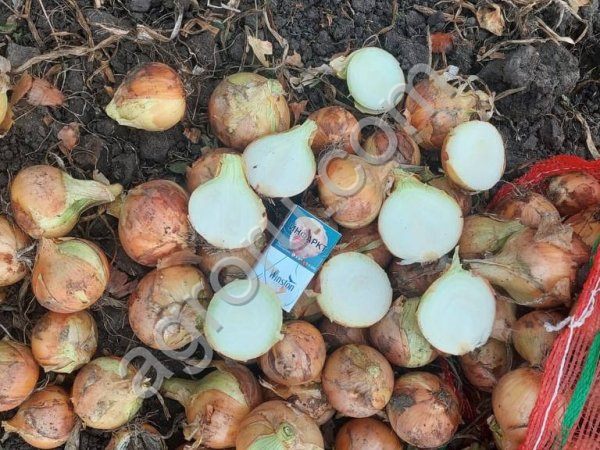 Лук репчатый