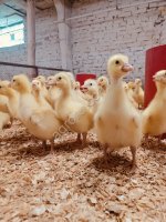 Суточные и подрощенные гусята Линда