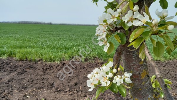 Фермерское Хозяйство. Агротуризм. Питомник малины. Под базу термальных источников. Краснодарский край.