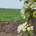 Фермерское Хозяйство. Агротуризм. Питомник малины. Под базу термальных источников. Краснодарский край.