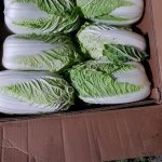 Пекинская Капуста