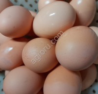 Яйцо инкубационное Адлерская Серебристая