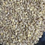 Перловая крупа