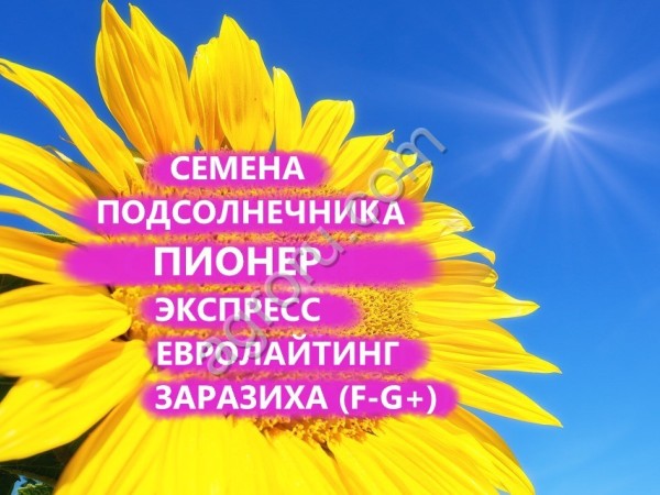 ГИБРИДЫ СЕМЕНА ПОДСОЛНЕЧНИКА П64ХЕ144/ P64HE144  (ПИОНЕР, PIONEER) (ЭКСПРЕСС)