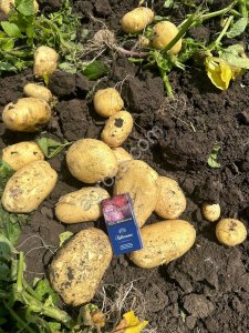 Картофель КФХ