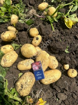 Картофель КФХ