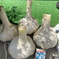 Рокамболь чеснок