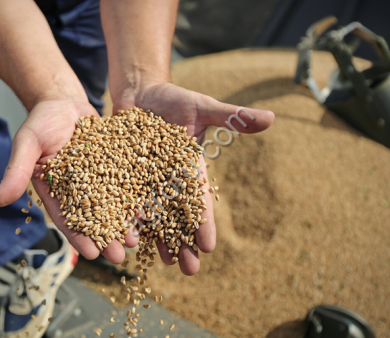 Пшеница 4 кл FOB Санкт-Петербург Россия