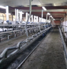 Доильный зал для крс (Milk line на 60 голов)