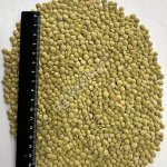 Чечевица зеленая