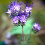 СЕМЕНА ФАЦЕЛИИ