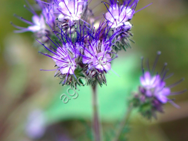 СЕМЕНА ФАЦЕЛИИ