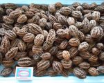 Cемена маньчжурского ореха (seed Juglans mandshurica)