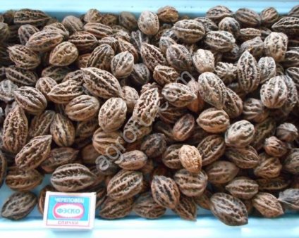 Cемена маньчжурского ореха (seed Juglans mandshurica)