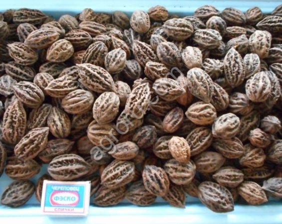 Cемена маньчжурского ореха (seed Juglans mandshurica)