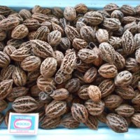 Cемена маньчжурского ореха (seed Juglans mandshurica)