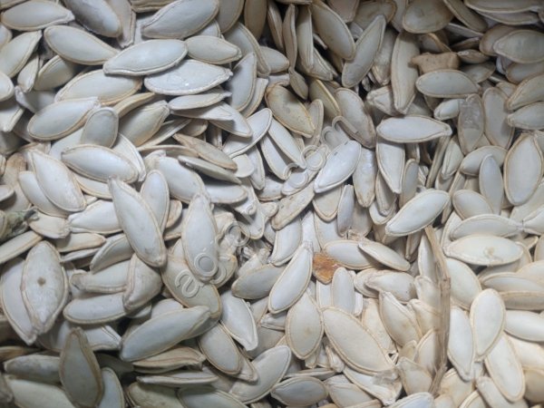 Тыквенная семечка