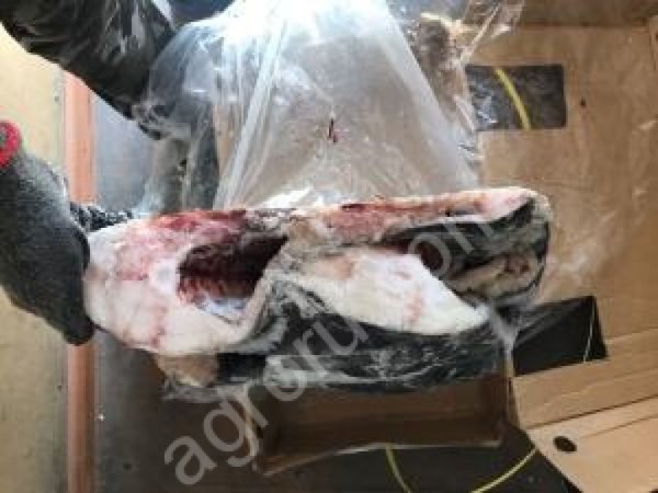 Палтус оптом