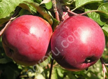 Яблоки Белорусское сладкое, Алеся, Поспех, Сябрина
