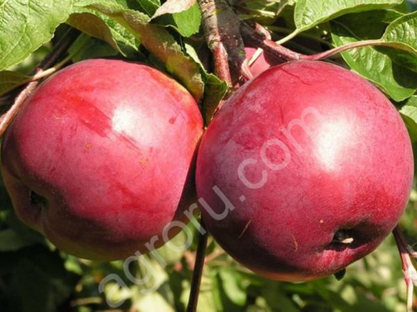 Яблоки Белорусское сладкое, Алеся, Поспех, Сябрина