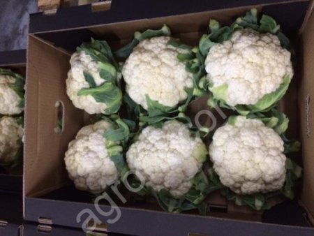 Стебель сельдерея,броколли,цветная капуста,лук порей