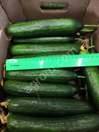 Огурец среднеплодный гладкий тепличный Мева
