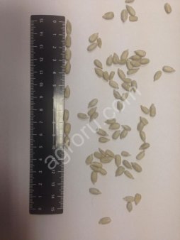 Ядро подсолнечника