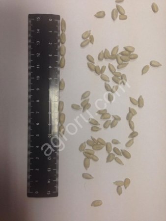 Ядро подсолнечника