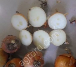 Лук репчатый многозачатковый