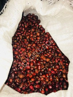 Шиповник плоды